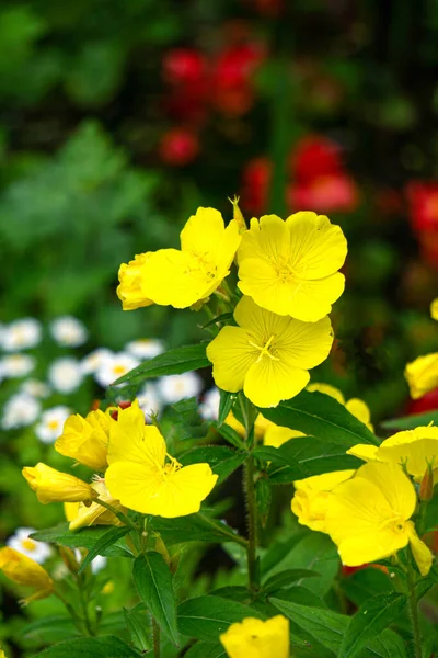 Blooming Yellow Evening Primrose Flowers Garden — Fotografia de Stock
