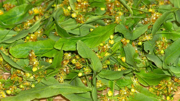 Linden Flowers Dried Medicinal Purposes — Foto Stock