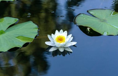 Nilüferler şehrin göletinde suyun yüzeyinde yüzerler.