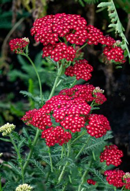 Medicinal plant yarrow with red flowers in a flower bed
