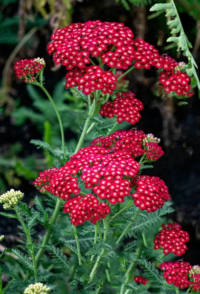 Medicinal plant yarrow with red flowers in a flower bed