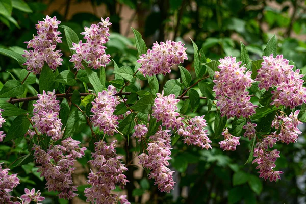 Jasmine Branch Pink Flowers Full Bloom City Park — стоковое фото