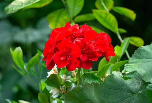 Bright Red Bud Royal Pelargonium Blooms Summer — 图库照片