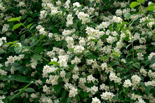 Jasmine Branch White Flowers Full Bloom City Park —  Fotos de Stock