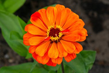 Blooming orange zinnia flower on a green background in a summer photo during summer time