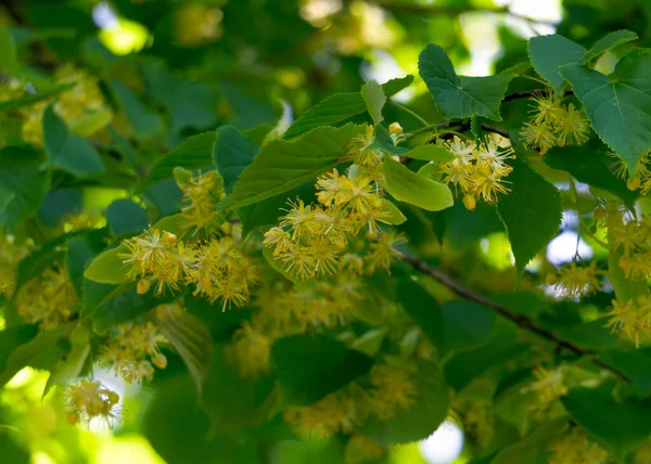 Linden Flowers Dried Medicinal Purposes — Stock Photo, Image