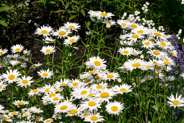 Квітучі Білі Ромашки Клумбі Саду — стокове фото