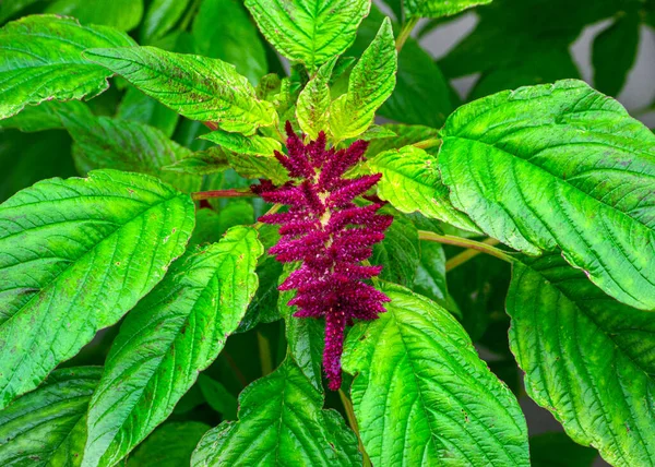 Лекарственный Пищевой Амарант Фиолетовыми Цветами Зелеными Листьями — стоковое фото