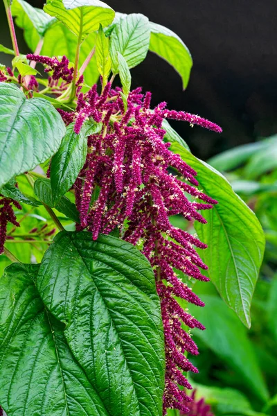 Medicinal Food Plant Amaranth Purple Flowers Green Leaves — 스톡 사진
