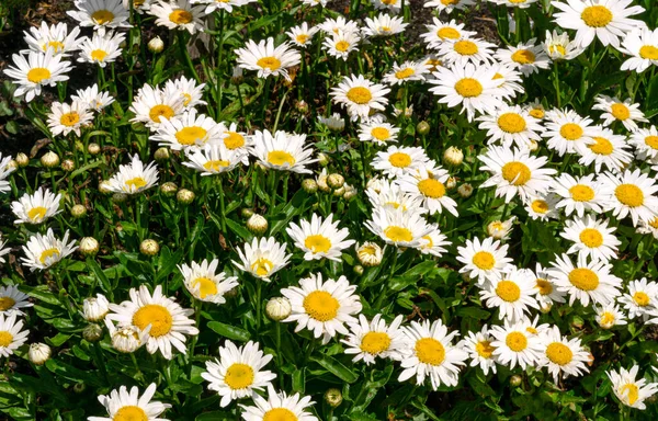 Virágzó Fehér Százszorszépek Egy Virágágyban Kertben — Stock Fotó