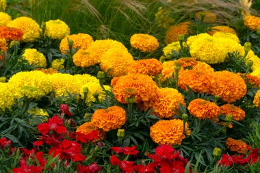 Multi-colored yellow-red marigolds in a flowerbed in a city park