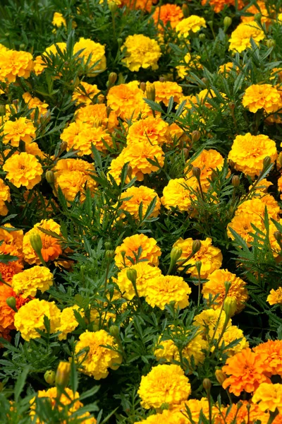 Multi-colored yellow-red marigolds in a flowerbed in a city park