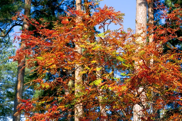 The first yellow-red colors of autumn in the forest