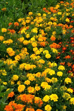 Multi-colored yellow-red marigolds in a flowerbed in a city park