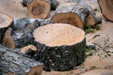Preparation of birch firewood. The sawn tree is sawn into chocks