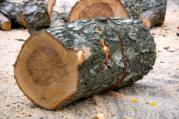Preparation of birch firewood. The sawn tree is sawn into chocks