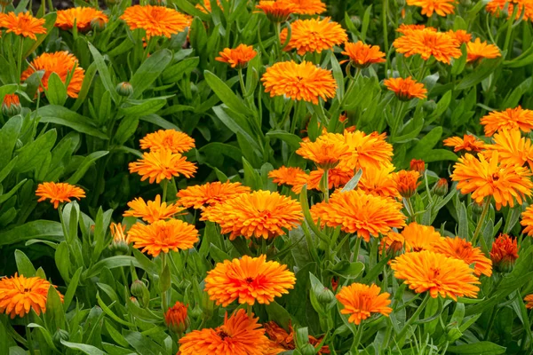 Flowerbed Terry Orange Marigold Flowers — Stock Photo, Image