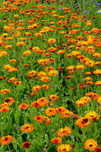Flowerbed Terry Orange Marigold Flowers — Stockfoto