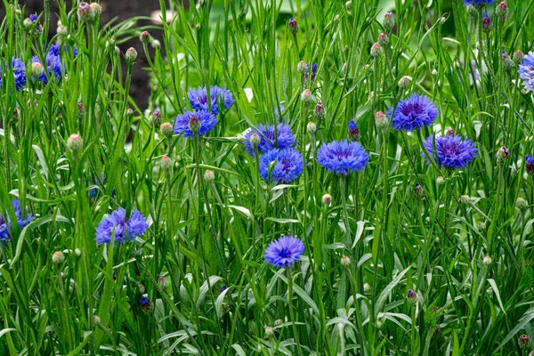 Blue flowers of cornflowers grow on a flower bed in the park