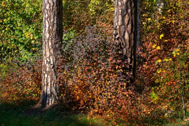 The first yellow-red colors of autumn in the forest