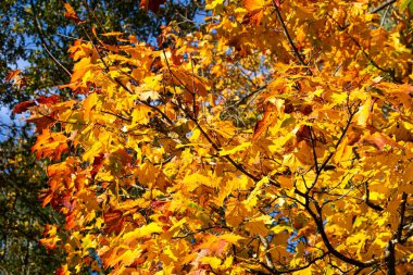 The first yellow-red colors of autumn in the forest.Golden maple branch