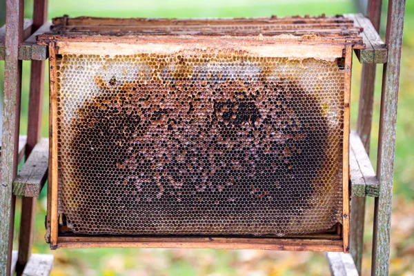 Old Wooden Frames Bees Exposed Dry — Stockfoto