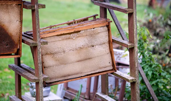 Old Wooden Frames Bees Exposed Dry — Foto de Stock