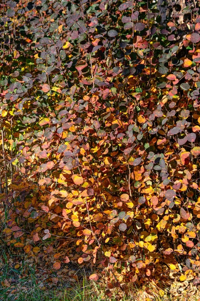 The first yellow-red colors of autumn in the forest