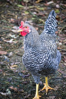 Köydeki bir çiftlikte gri-beyaz bir tavuk yürüyor.