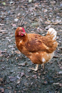 Köydeki bir çiftlikte kahverengi bir tavuk yürüyor.