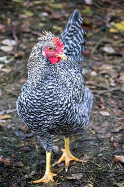 Köydeki Bir Çiftlikte Gri Beyaz Bir Tavuk Yürüyor — Stok fotoğraf