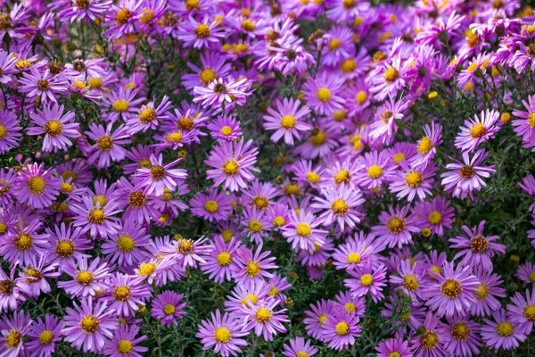 Background of wild perennial chrysanthemums in the village