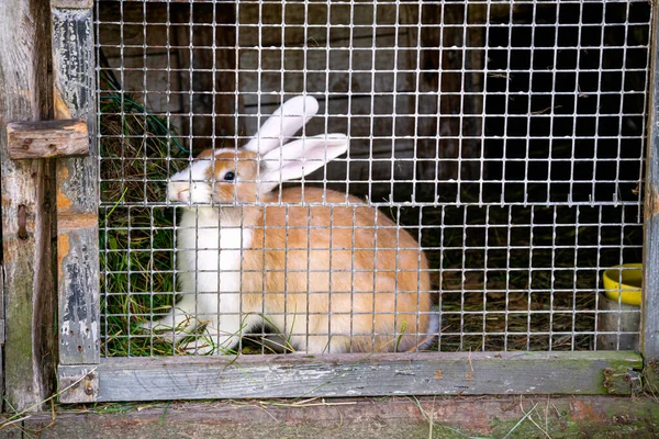 Red rabbit sits in a cage on a farm