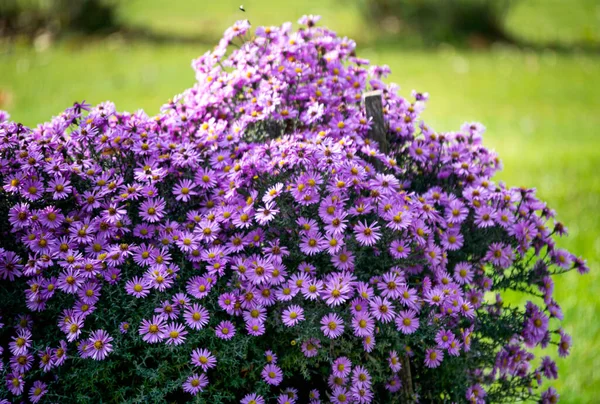 Grote Struik Van Wilde Meerjarige Chrysanten Het Dorp — Stockfoto