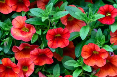 Bahçede kırmızı petunya çiçekleri ile çiçek saksı