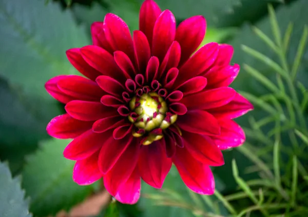 Kwiat Jasnej Burgundowej Dahlii Ogrodzie Letnim — Zdjęcie stockowe