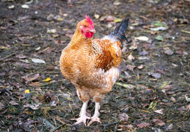 Üç parlak pembe gül, dik konumda, yeşil yapraklı saplar üzerinde, ortada, siyah bir arkaplanda.