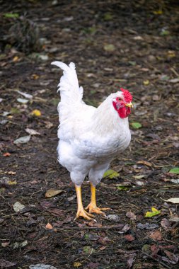 Üç parlak pembe gül, dik konumda, yeşil yapraklı saplar üzerinde, ortada, siyah bir arkaplanda.