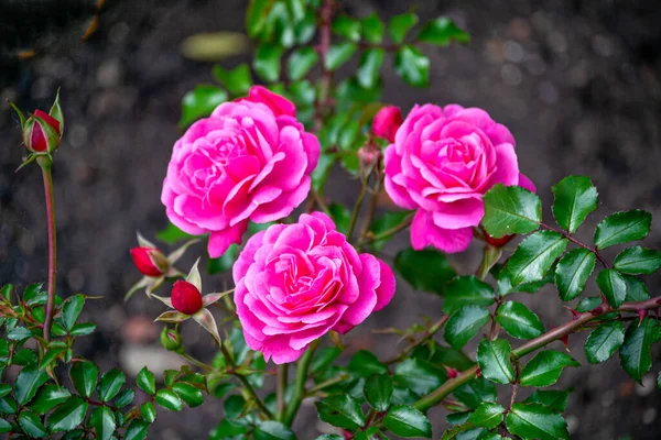 Tre Rose Rosa Brillante Posizione Verticale Steli Con Foglie Verdi — Foto Stock