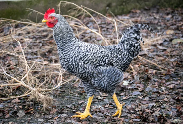 Szaro Biały Pączek Kurczaka Spaceruje Farmie Wiosce — Zdjęcie stockowe