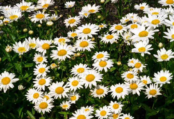 Virágzó Fehér Százszorszépek Egy Virágágyban Kertben — Stock Fotó