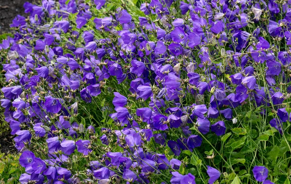 Purple bluebell flowers grow in a flower bed in the garden