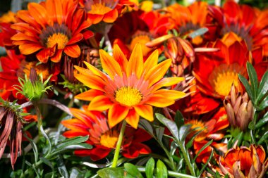 Bahçedeki gerberalara benzeyen portakal çiçekleri.