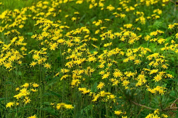 Κίτρινα Αγριολούλουδα Κίτρινα Αγριολούλουδα Πράσινο Γρασίδι — Φωτογραφία Αρχείου