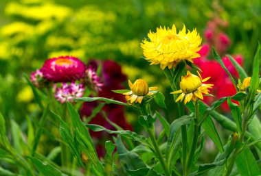 Çiçeklikteki bahçede çok renkli immortelle çiçekleri