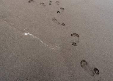 Köpek ve insan ayak izleri birlikte Pichilemu 'daki kafir kumsalının siyah kumlarında..