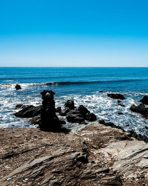 Cão Preto Sentado Olhando Para Praia Dia Ensolarado — Fotografia de Stock