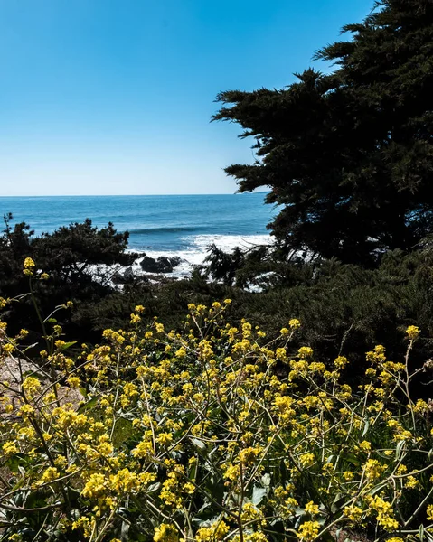 Vegetation Stranden Punta Lobos Solig Dag — Stockfoto