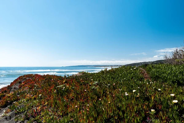 Güneşli Bir Günde Pichilemu Sahilindeki Bitki Örtüsünün Panoramik Görüntüsü — Stok fotoğraf