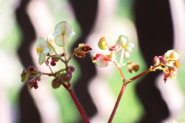 Seed, green, macro and awsome texture